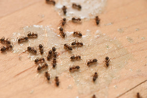 Best Insect Control  in Bonne Terre, MO